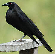 Giant Cowbird