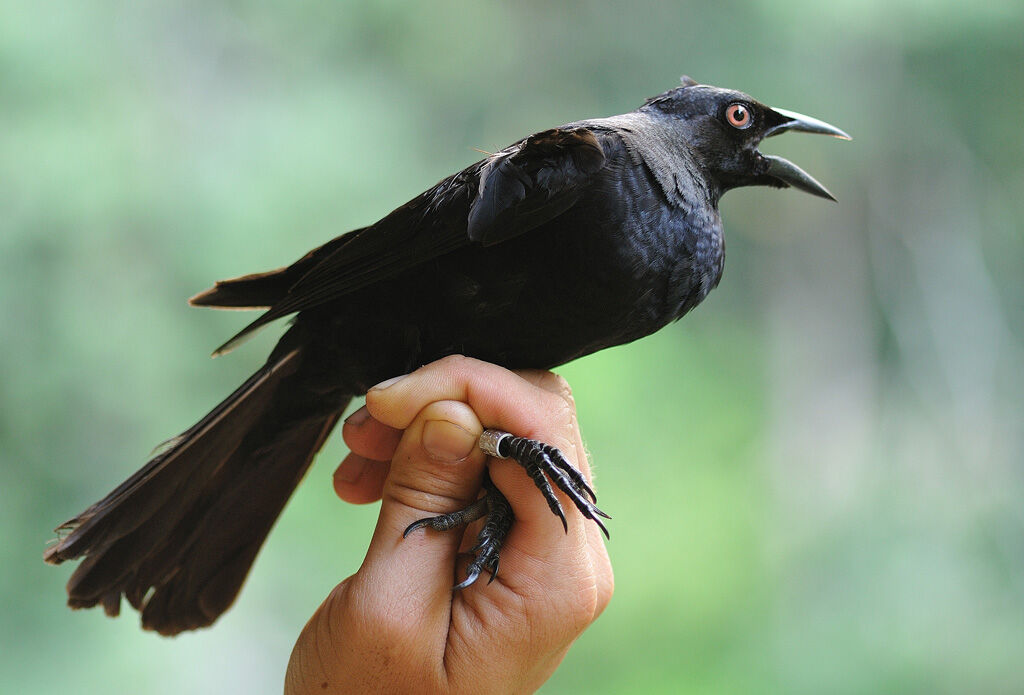 Giant Cowbird male adult