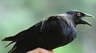 Giant Cowbird