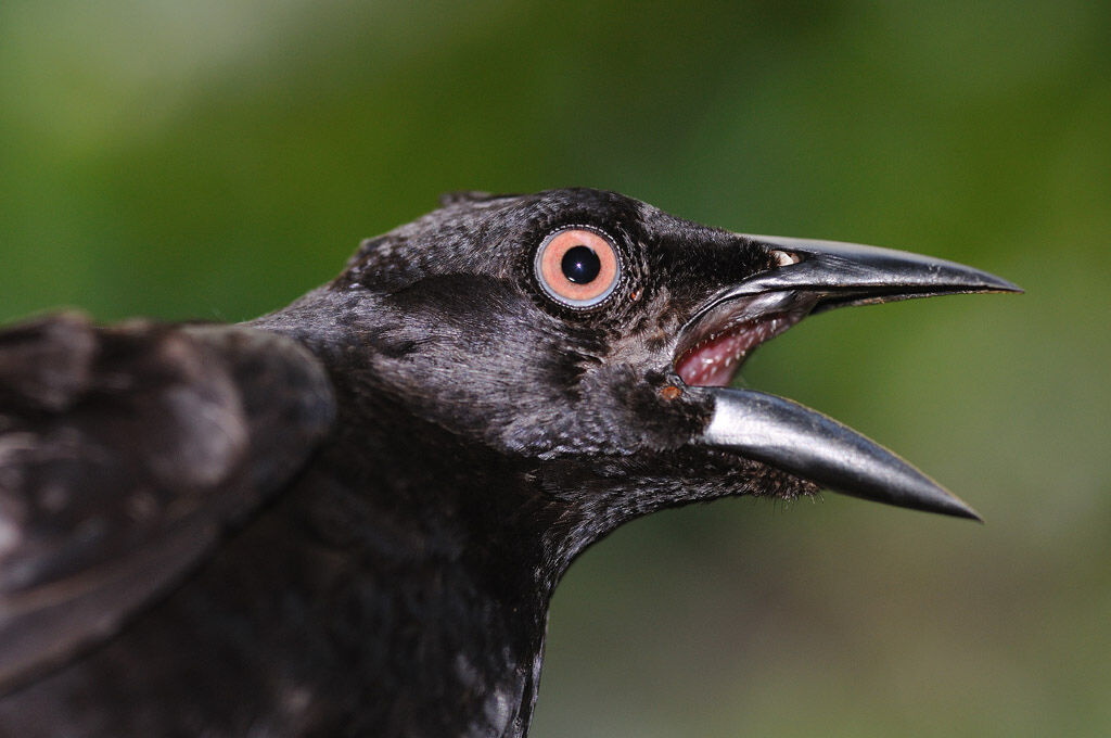 Giant Cowbird