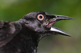 Giant Cowbird