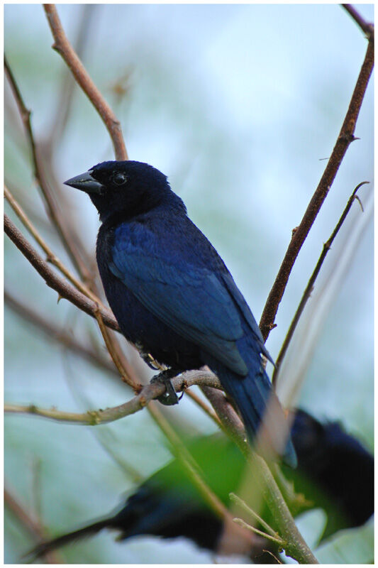 Shiny Cowbird male adult