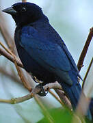 Shiny Cowbird