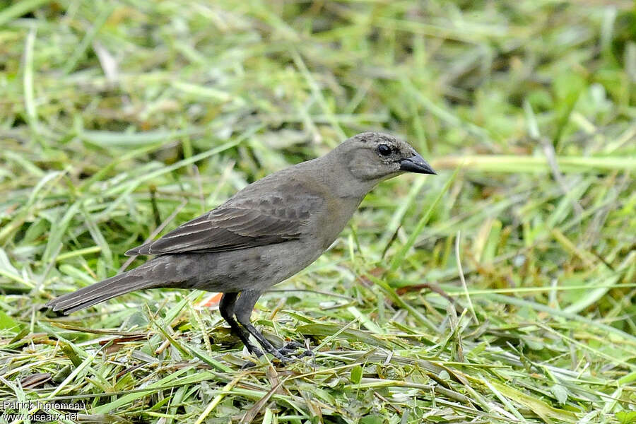 Vacher luisant femelle immature, identification