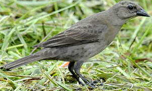 Shiny Cowbird