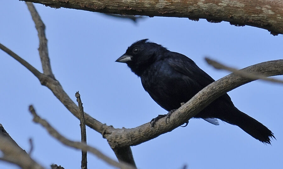 Shiny Cowbird male adult