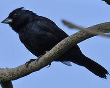 Shiny Cowbird