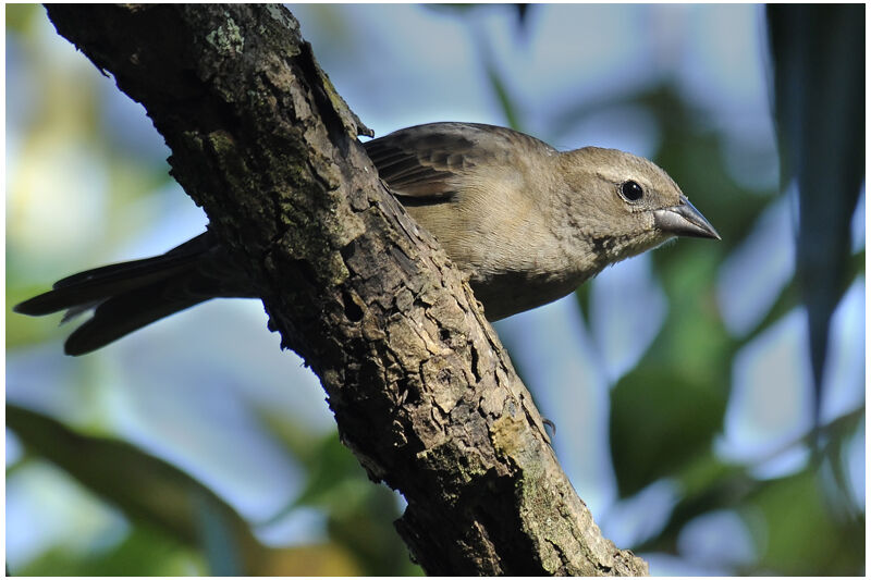 Shiny Cowbird female adult