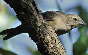 Shiny Cowbird