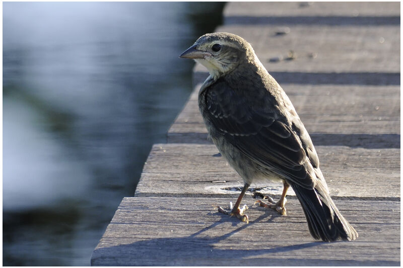 Shiny Cowbirdjuvenile