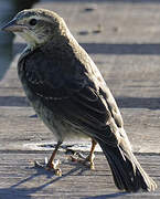 Shiny Cowbird