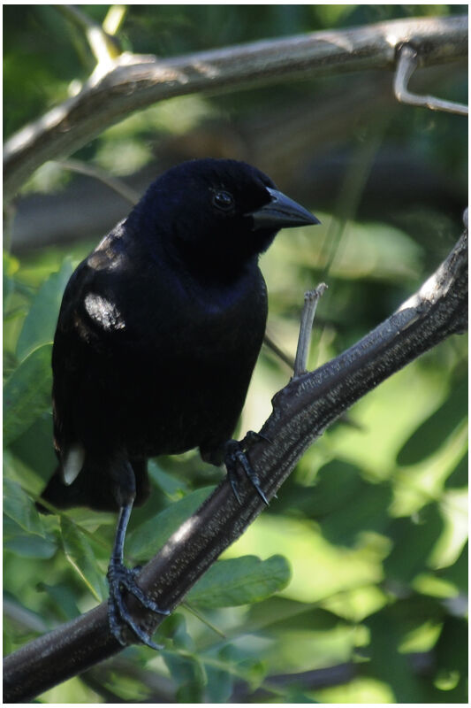 Shiny Cowbird male adult