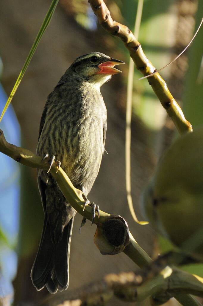 Shiny Cowbird