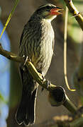 Shiny Cowbird