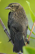 Shiny Cowbird