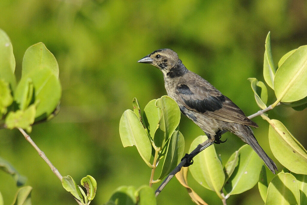 Vacher luisant mâle immature