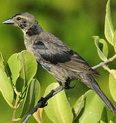 Shiny Cowbird