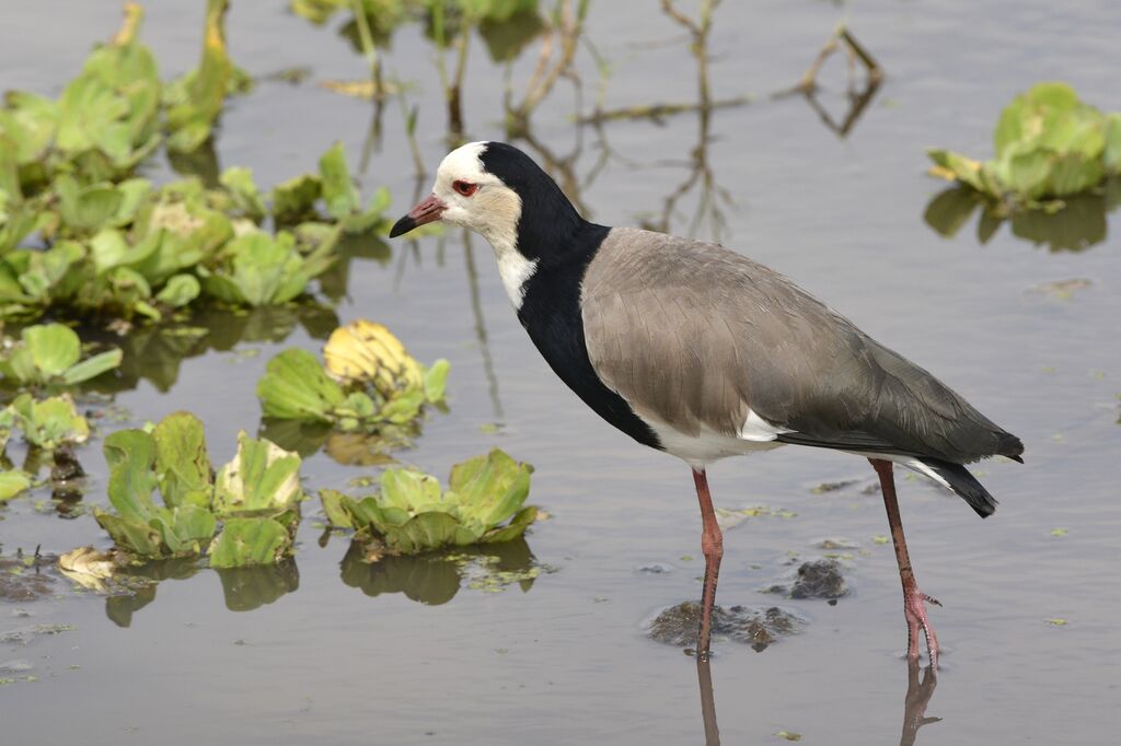 Vanneau à ailes blanchesimmature