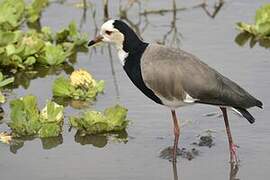 Long-toed Lapwing