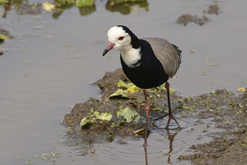 Vanneau à ailes blanchesimmature