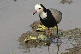 Long-toed Lapwing