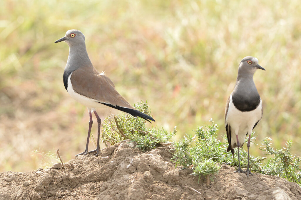 Black-winged Lapwingadult