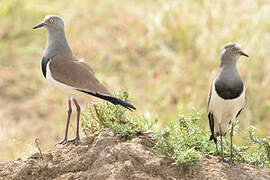 Black-winged Lapwing