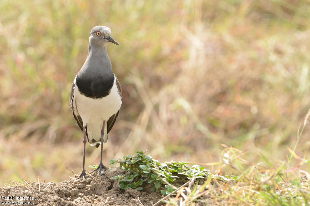 Black-winged Lapwingadult