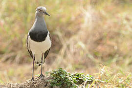 Black-winged Lapwing