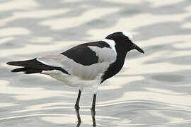 Blacksmith Lapwing