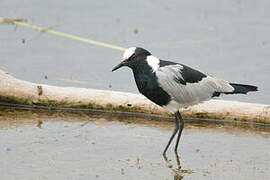 Blacksmith Lapwing