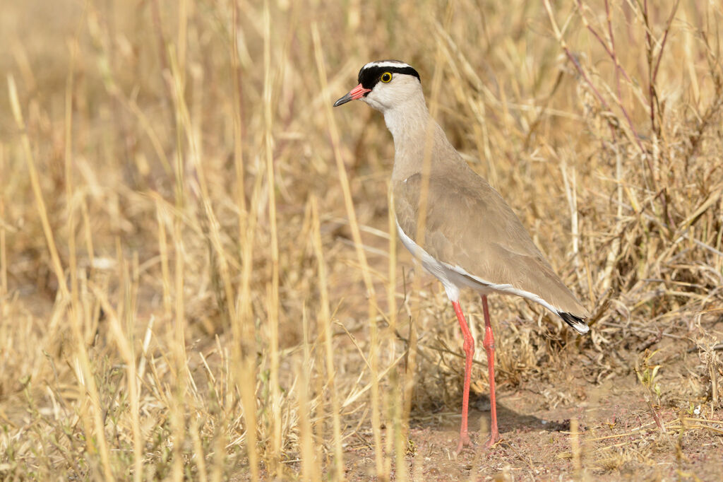 Crowned Lapwing