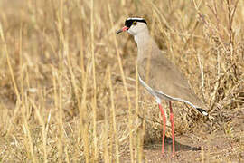 Crowned Lapwing