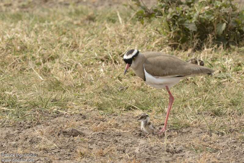 Crowned Lapwing, Reproduction-nesting