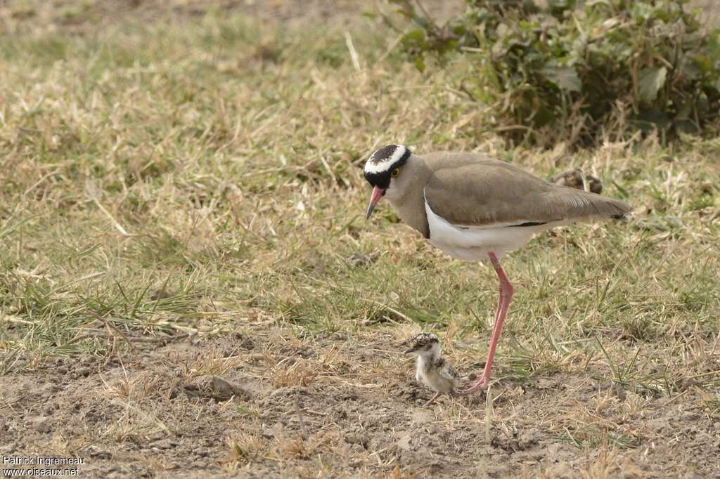 Crowned Lapwing, Reproduction-nesting