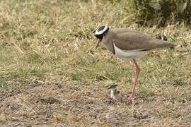 Crowned Lapwing