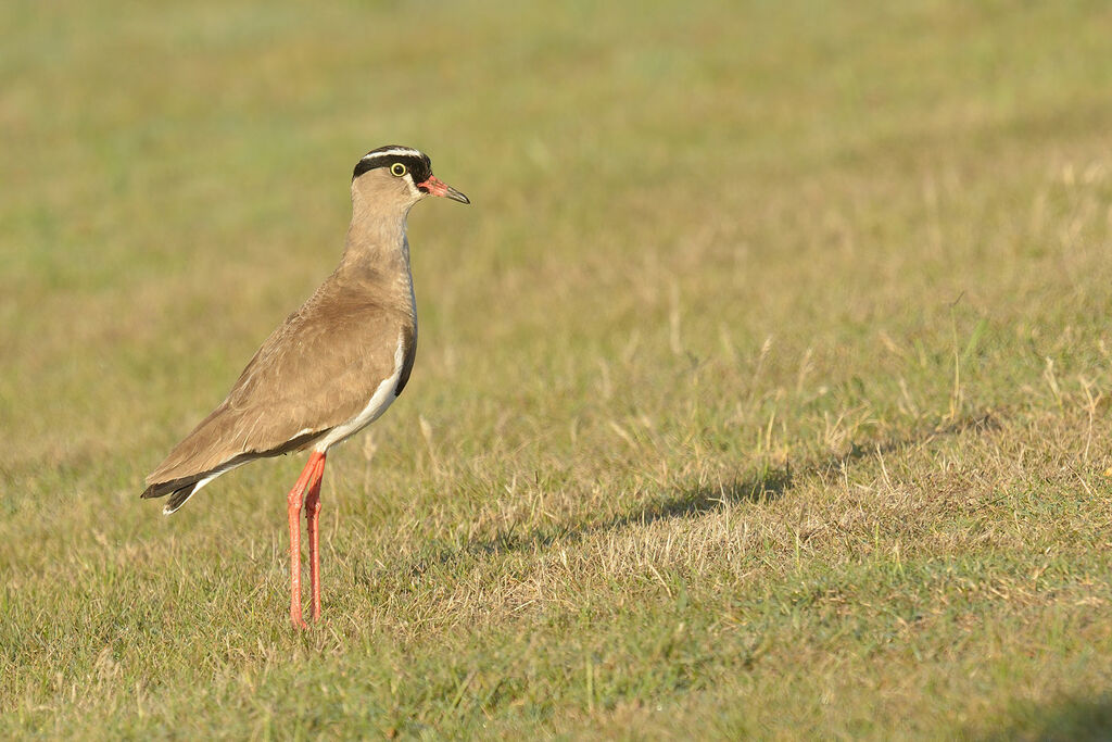 Crowned Lapwingadult