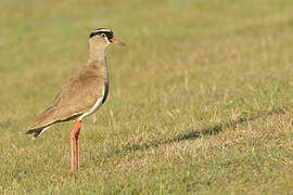 Crowned Lapwing