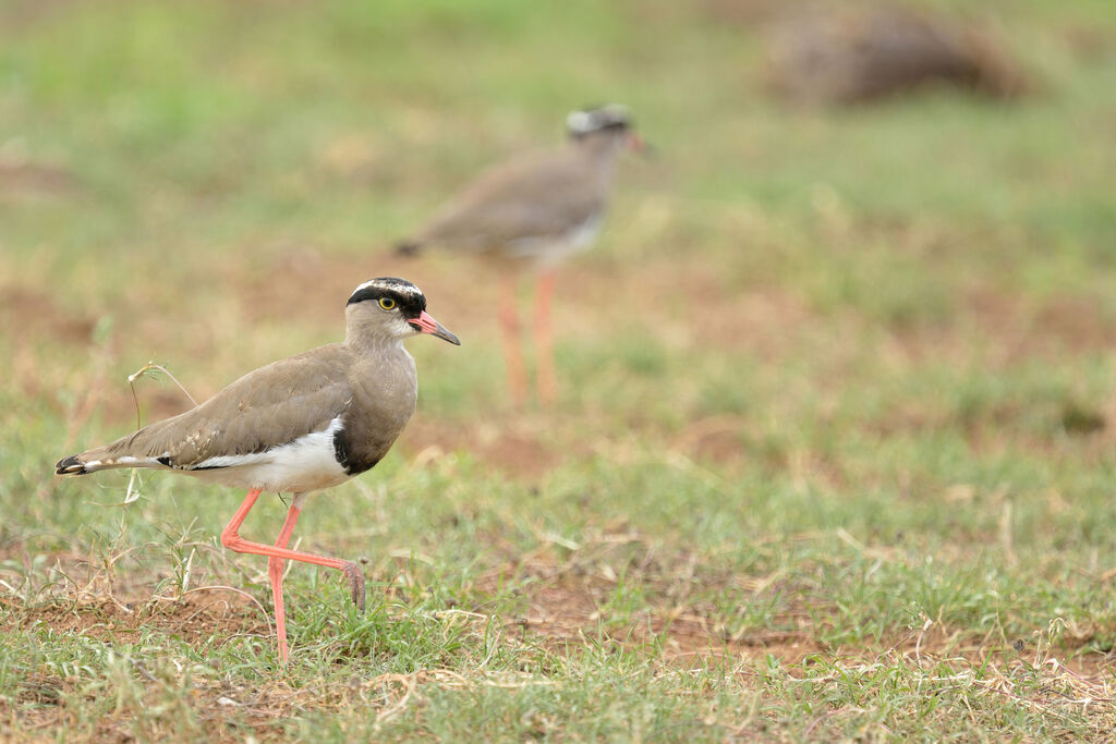 Crowned Lapwingadult