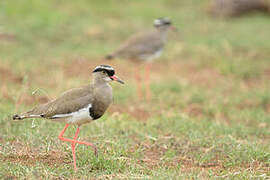 Crowned Lapwing