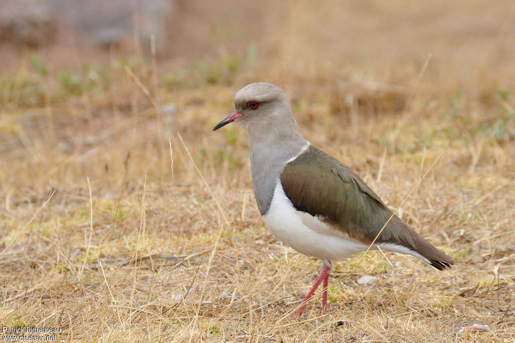 Vanneau des Andesadulte, identification