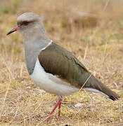 Andean Lapwing