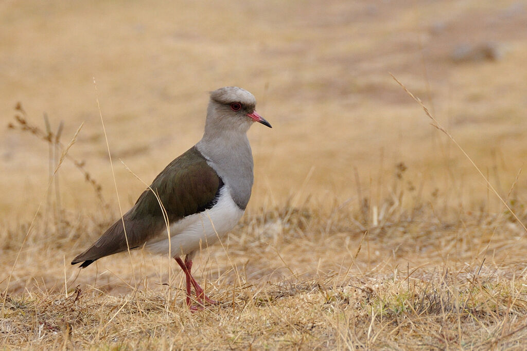 Andean Lapwingadult