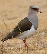 Andean Lapwing