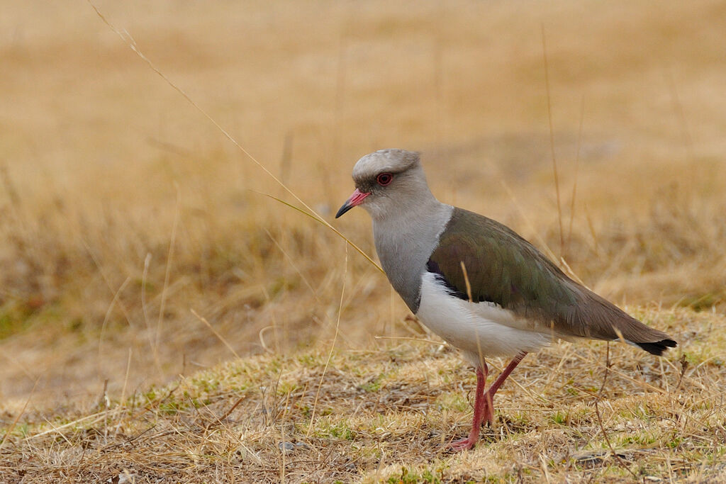 Vanneau des Andesadulte, identification