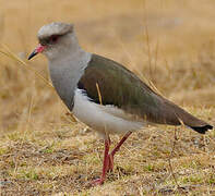 Andean Lapwing