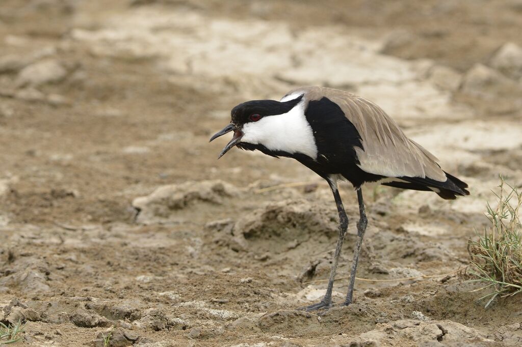 Spur-winged Lapwingadult