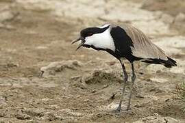 Spur-winged Lapwing