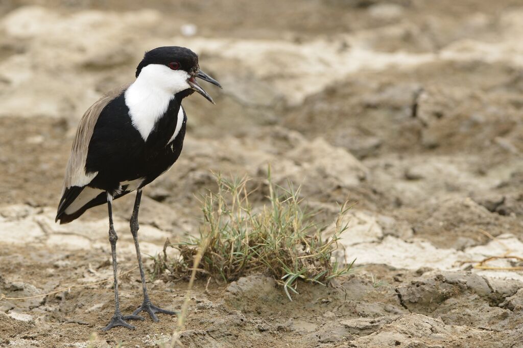 Spur-winged Lapwingadult