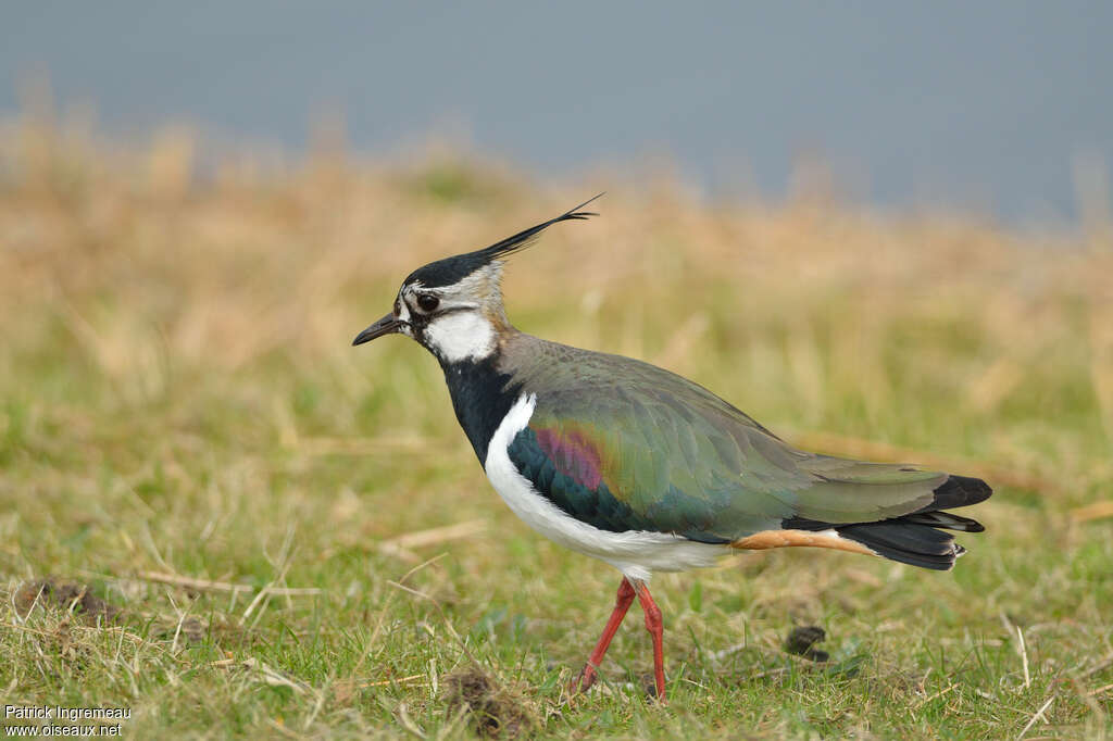 Vanneau huppé mâle adulte nuptial, identification